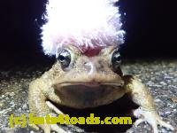 /home//u458753944/public_html/sourcegallery///////Roxborough Toad Detour/2022/2022-03-19/P3190915.JPG